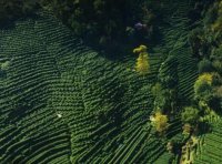 西湖龍井是不是有5個產(chǎn)區(qū)，哪個產(chǎn)區(qū)最好